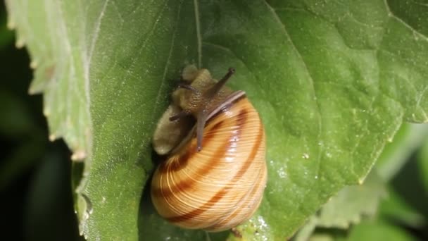 Snail walking on the leaf — Stock Video