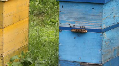 bal arıları infront-kovan