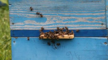 bal arıları infront-kovan