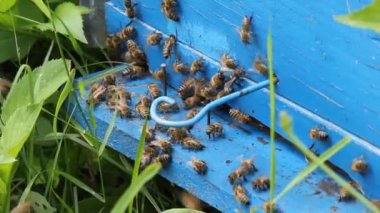 bal arıları infront-kovan