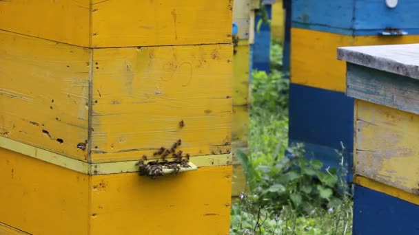 Медовые пчелы перед улеем — стоковое видео