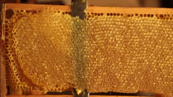 Apicultor unsealing favo de mel — Vídeo de Stock