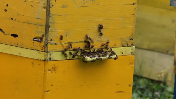 Abeilles domestiques devant la ruche — Video