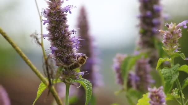 Méhecske Virág — Stock videók