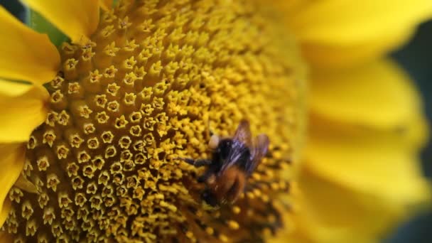 Abeja en flor — Vídeo de stock