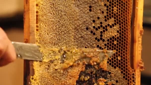 Пчеловод распечатывает соты — стоковое видео