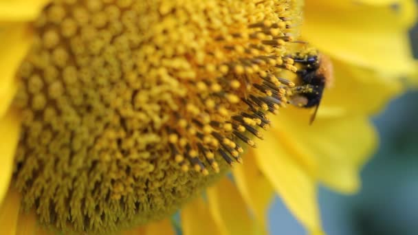 Bee on flower — Stock Video