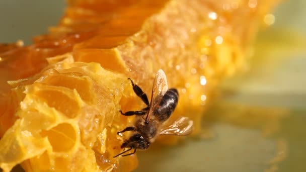 Récolte d'abeilles miel et nectar — Video