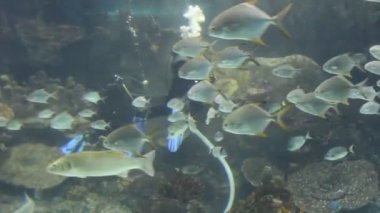 balıklar su altında