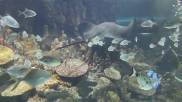 Peixes de arraia — Vídeo de Stock