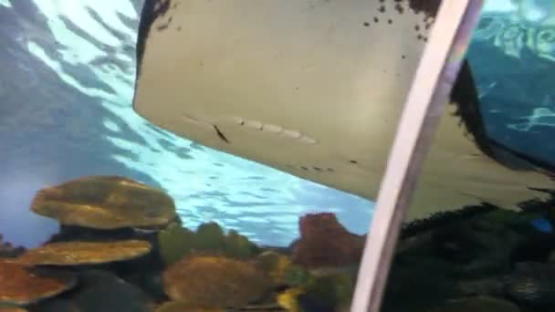 Stingray fish — Stock Video