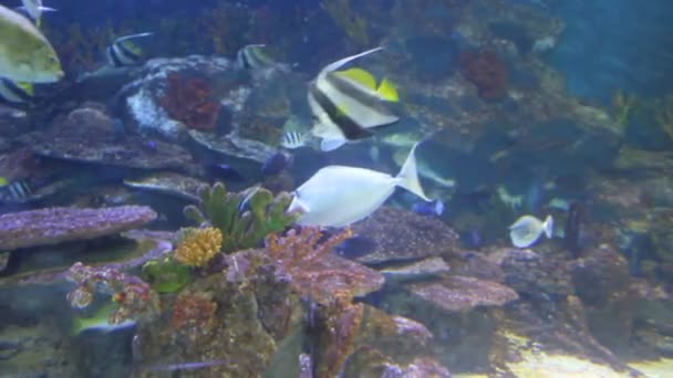 Fische unter Wasser — Stockvideo