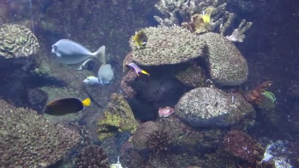 Peces bajo el agua — Vídeos de Stock