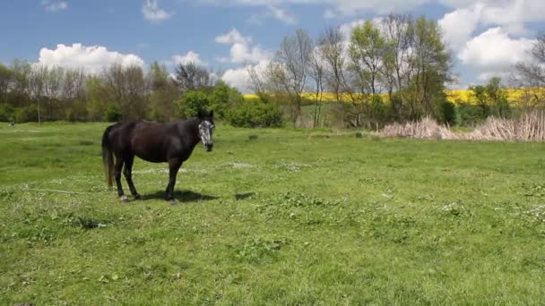 Caballo — Vídeos de Stock