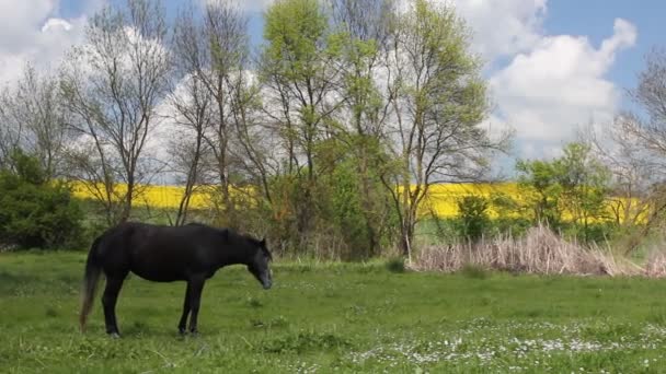 Caballo — Vídeos de Stock