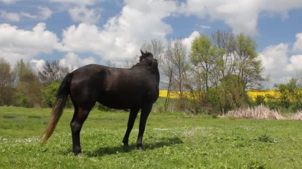 Caballo — Vídeos de Stock