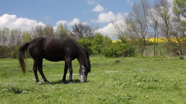 Pferd — Stockvideo