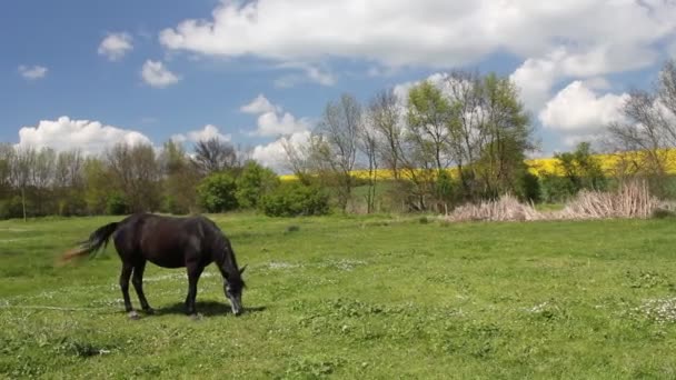 cheval