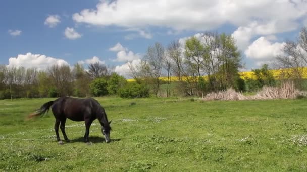 Koń — Wideo stockowe