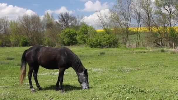cheval