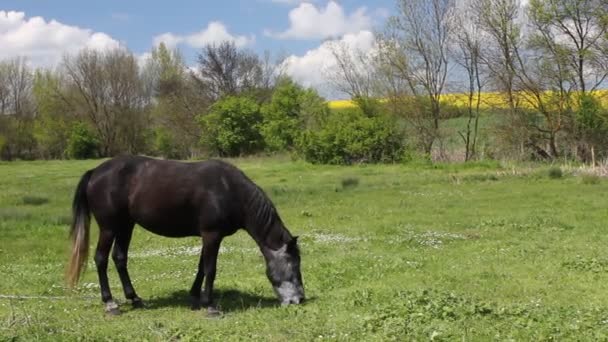 Koń — Wideo stockowe