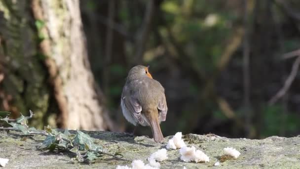 Robin kuş — Stok video