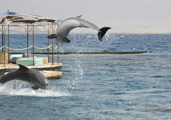 Άλμα δελφίνι Royalty Free Εικόνες Αρχείου