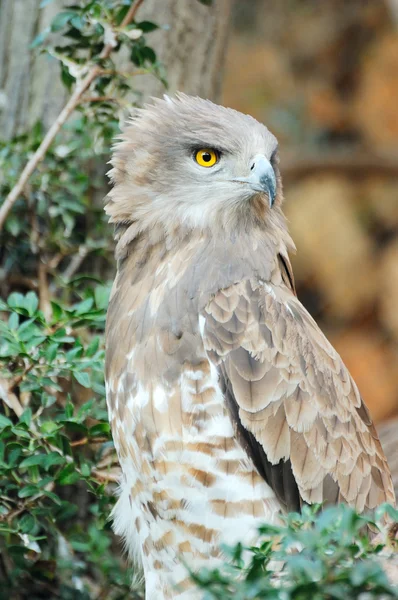 Águia-de-bico-curto (circaetus gallicus  ) — Fotografia de Stock