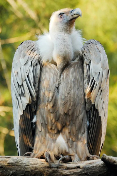 Avvoltoio grifone (Gyps fulvus) — Foto Stock