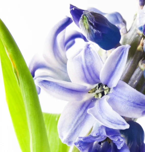 Flor — Fotografia de Stock