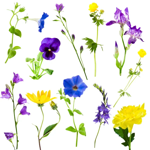 koleksiyon çiçekler