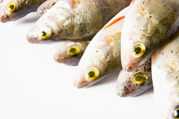 Fish — Stock Photo, Image