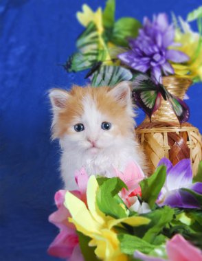 kedi ve çiçekler