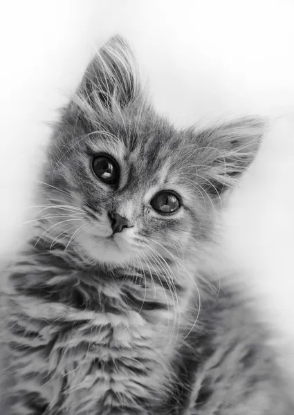 小猫咪 免版税图库照片