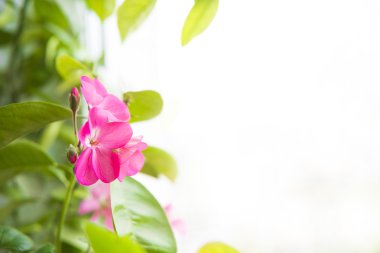 Sardunya çiçekleri