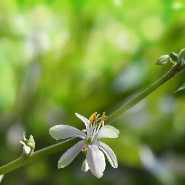 Virág chlorophytum — Stock Fotó