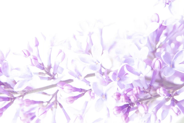 Lila blommor — Stockfoto