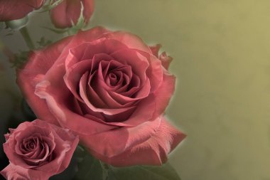 Geçmişe dönük olarak kahverengi arkaplanda pembe güller