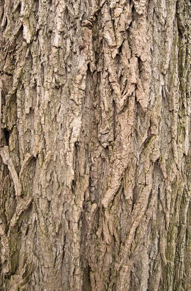 Koyu Yaşlı Ağaç Kabuğu Yakın Plan — Stok fotoğraf