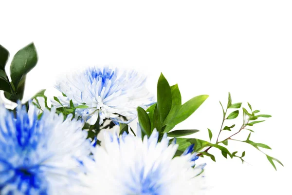 Букет Різнокольорових Квітів Хризантем Ізольований Білому Тлі Стокове Фото
