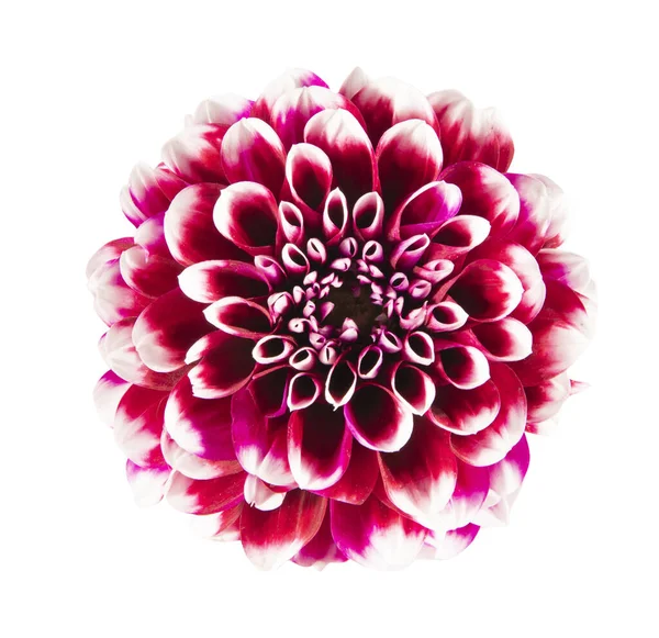 Roze Dahlia Bloem Close Geïsoleerd Een Witte Achtergrond — Stockfoto