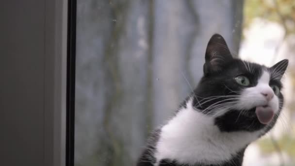 Schattig huisdier stenografisch met een lange snor zwart met witte vlekken kat, zitten buiten het raam bij mooi zonnig weer, likt het, en zet dan zijn pluizige poten op. — Stockvideo