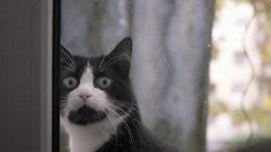 Beyaz benekli ve uzun bıyıklı, kısa saçlı bir kedi, güzel, güneşli havada pencerenin dışında oturuyor, doğrudan ruhun içine bakıyor, sonra ne yazık ki miyavlıyor ve yavaşça geri dönüyor..