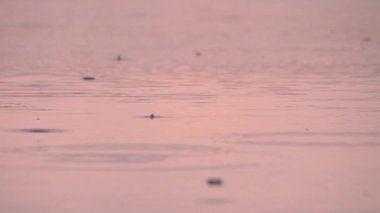 Küçük yağmur damlaları rengarenk bir günbatımının arka planına yavaşça düşer, ardında daireler, makro fotoğrafçılık bırakır.. 