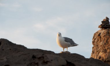 Kayadaki martı.