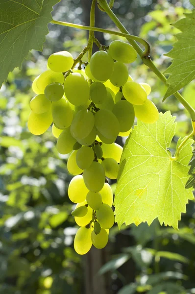 Green organic grapes — Stock Photo, Image