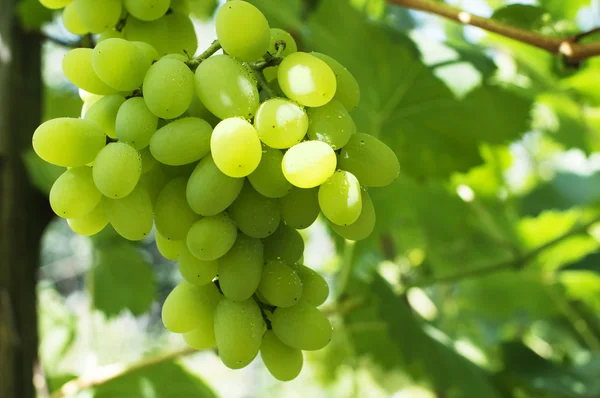 Uvas verdes — Fotografia de Stock