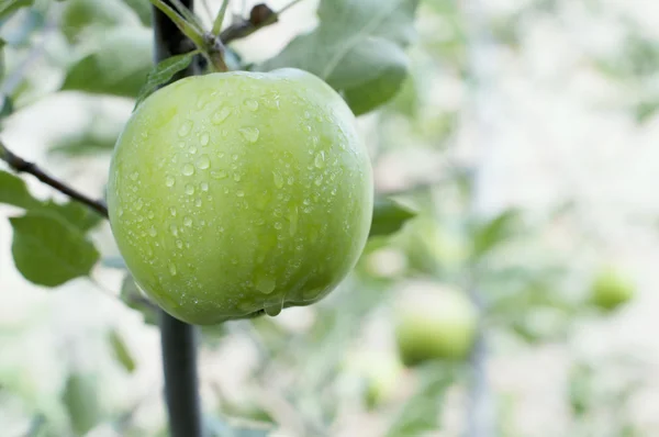 Green apple — Stock Photo, Image