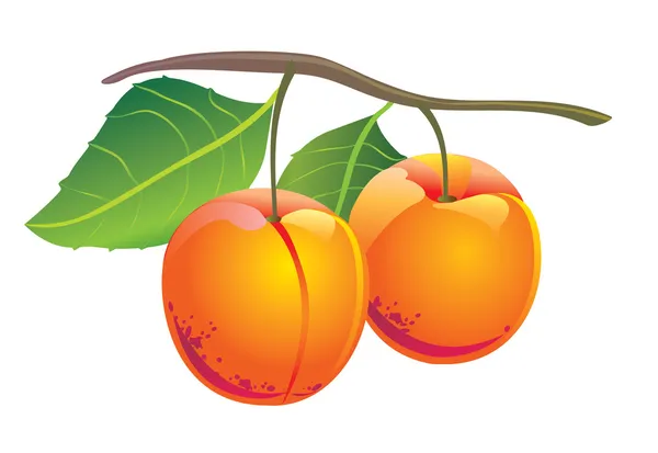 Abricots — Image vectorielle