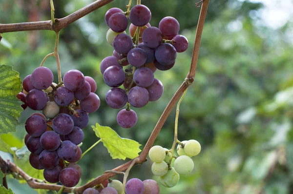 Uvas biológicas — Fotografia de Stock